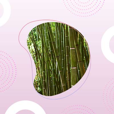 bamboo-case-study